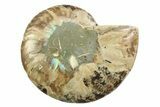 Cut & Polished Ammonite Fossil (Half) - Madagascar #354144-1